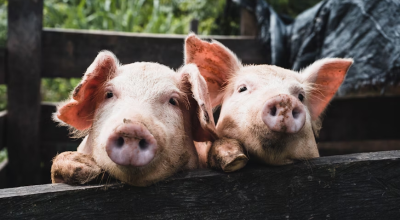 Σέρρες: Έκτακτα μέτρα μετά από κρούσμα αφρικανικής πανώλης σε χοίρους