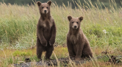 Καστοριά: Κλείνει ο Λιμναίος Οικισμός Δισπηλιού λόγω των αρκούδων