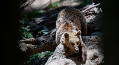 Συναγερμός στην Εορδαία: Καθημερινό πρόβλημα πλέον οι αρκούδες στην περιοχή