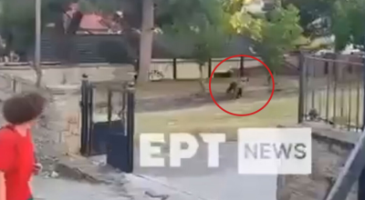 Καστοριά: Αρκούδα εμφανίστηκε σε αυλή σχολείου στο Νεστόριο