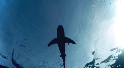 Γιγαντιαίος καρχαρίας από την εποχή των Δεινοσαύρων εντοπίστηκε στη βόρεια Αυστραλία