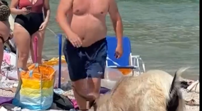 Κρήτη: Κρι-κρι πάει στην παραλία και τρώει το φαγητό τουριστών!