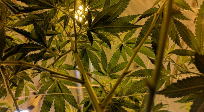 Κρήτη: Καλλιεργούσαν κάνναβη σε δύσβατο φαράγγι