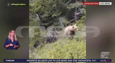 Συγκλονιστικό βίντεο: Αρκούδα επιτίθεται σε ορειβάτη στη Δράμα-Η πτώση του στον γκρεμό