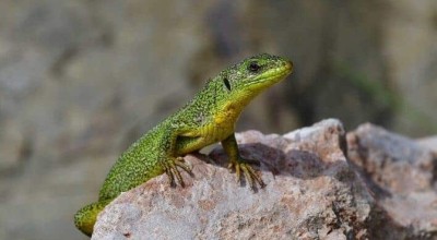 Νέο είδος σαύρας ανακαλύφθηκε στην Ελλάδα