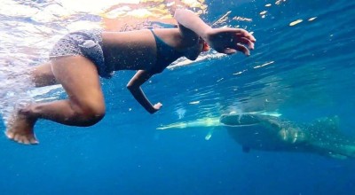 Κολυμβήτρια τα... είδε όλα! Σε άμεση επαφή με σαγόνια φαλαινοκαρχαρία