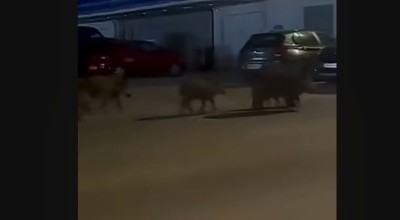 Καλαμαριά: Κοπάδι αγριογούρουνων έκανε... σουλάτσο (vid)