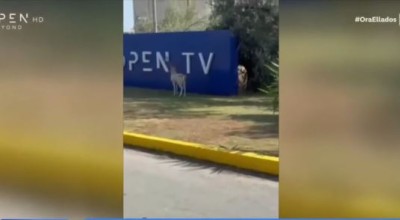 «Επίσκεψη» ελαφιού στο OPEN: Πώς αντέδρασαν οι δημοσιογράφοι