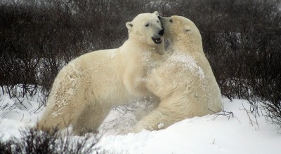 Ρωσία: Κατάληψη νησιού από πολικές αρκούδες (vid)