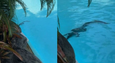 Κροκόδειλος  πλατσούριζε αμέριμνος σε...πισίνα ξενοδοχείου!