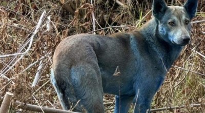 Μυστήριο με μπλε σκύλο στο Τσερνόμπιλ!