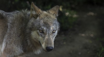 Χαλκιδική: Νέα εμφάνιση λύκου στη Μεγάλη Παναγία
