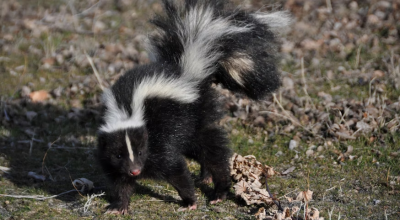 Γενικό μπλακ άουτ στον νομό Καστοριάς προκάλεσε... κουνάβι