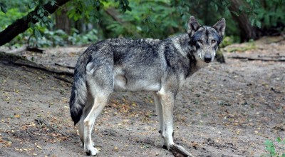 Χαλκιδική: Μετά την Πυλαία λύκοι και στα Ελαιοχώρια