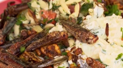 Καφέ που σερβίρει πιάτα... με ακρίδες και σκουλήκια