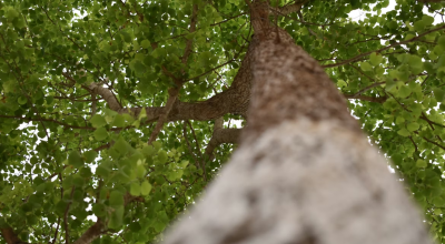 Χαλκιδική: Νεκρός 79χρονος που καταπλακώθηκε από κορμό δέντρου