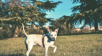 Pitbull: Πόσο αιμοβόρος και επιθετικός σκύλος είναι;