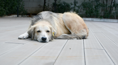 90χρονος έδεσε με χαρτοταίνια σκύλο και τον έθαψε ζωντανό στη Θεσσαλονίκη
