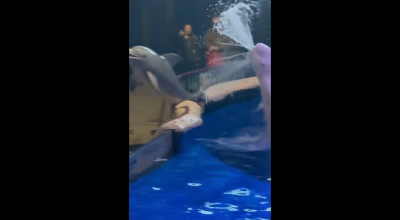 Φάλαινα τιμωρεί άνδρα που άναψε τσιγάρο μπροστά στο ενυδρείο της!