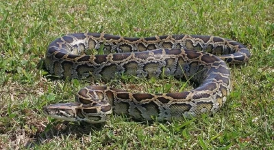Κολοσσιαίος πύθωνας έστησε ενέδρα σε αγρότη