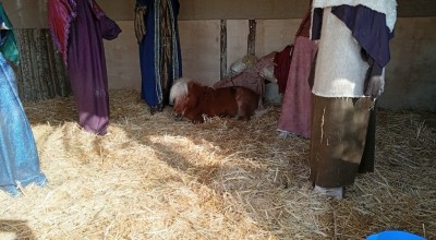 «Πόλεμος» Μπέου με φιλοζωική: Καταγγελία για ζωντανό πόνι στη χριστουγεννιάτικη φάτνη Βόλου!