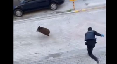 Αναστάτωση στον Εύοσμο από απρόσμενο «επισκέπτη»-Αγριογούρουνο στους κεντρικούς δρόμους!