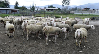 Ευλογιά των αιγοπροβάτων: Δεν υποκαθιστά τα μέτρα βιοασφάλειας ο εμβολιασμός