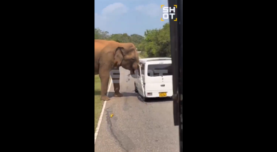 Τρόμος στη Σρι Λάνκα: Ελέφαντας «απάντησε» έντονα σε τουρίστες