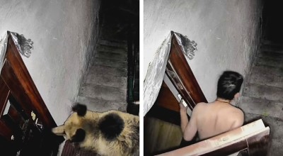 VIDEO: Άνδρας διώχνει αρκούδες γαυγίζοντας!