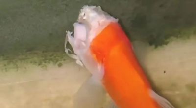 Ακέφαλο χρυσόψαρο κολυμπούσε για δύο εβδομάδες!