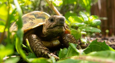 Αρσενικές χελώνες κακοποιούν τις θηλυκές σε νησί της Μεγάλης Πρέσπας και αυτές «αυτοκτονούν» για να γλιτώσουν