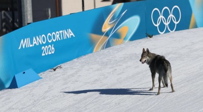 Ολυμπιακοί Αγώνες: Σκύλος εμφανίστηκε στην πίστα και πήρε στο... κυνήγι σκιέρ!
