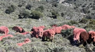Έβαψε κόκκινα τα πρόβατά του για να μην τα κλέψουν!