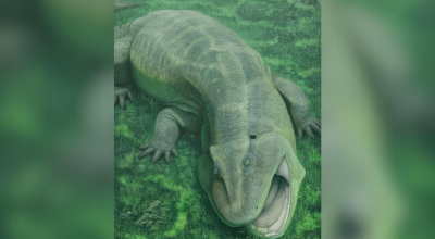 Εντοπίστηκε προϊστορικό ζώο με στριμμένη γνάθο που ζούσε πριν από 275 εκατ. χρόνια