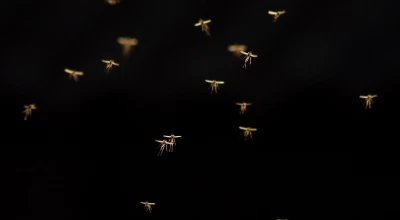 Η μόνη χώρα στον κόσμο που δεν είχε κουνούπια, υπέκυψε